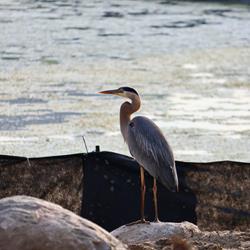 Site Supervisor